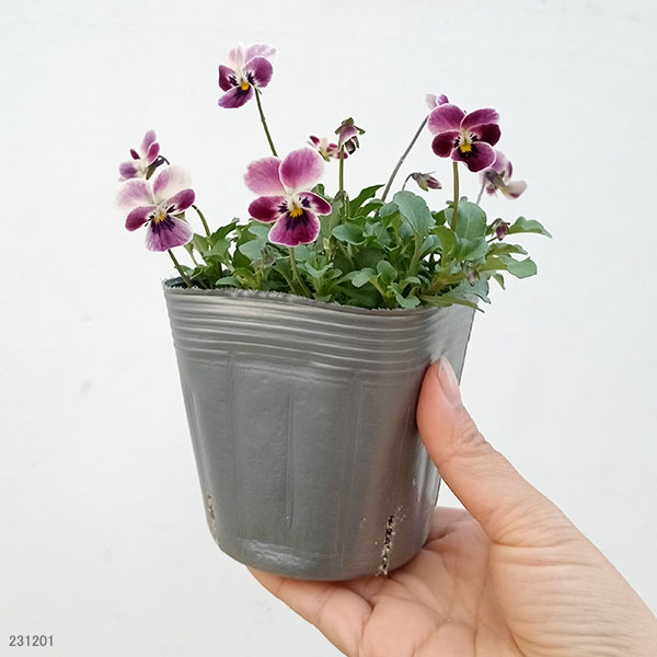 たぬきマブと親分