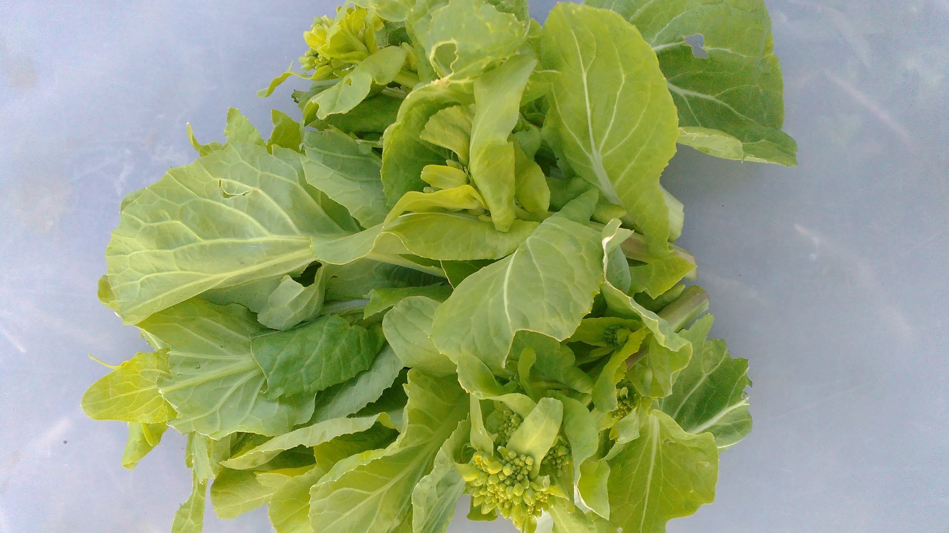 緑豆 – 白い花の豆 – 吉川菜園の野菜。 –写真素材2065610420Shutterstock