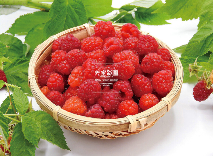 楽天市場 ラズベリー別称：フランボワーズ1パック、150g〜170g前後、約40〜75粒前後 :築地通販 おいしいなショップ