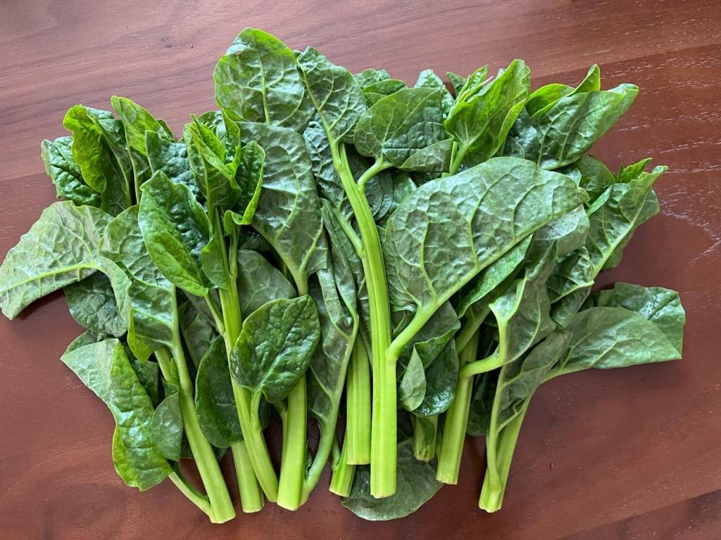 西畑の土が育んだ伝統野菜“太い”ゆえの美味さありプレミア和歌山