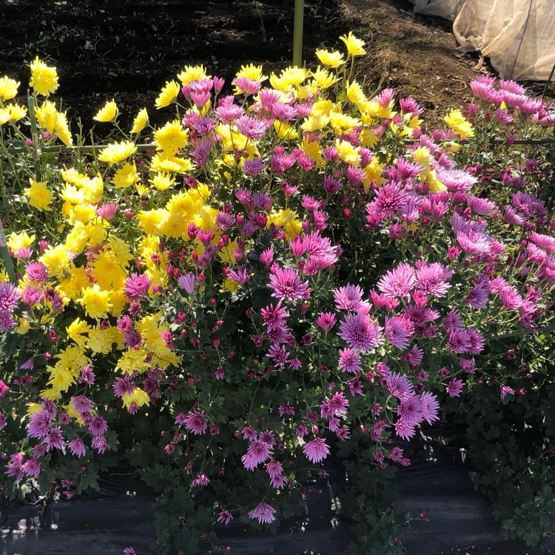 食用菊の栽培、収穫のん豊橋のその他の無料求人広告・アルバイト・バイト募集情報ジモティ