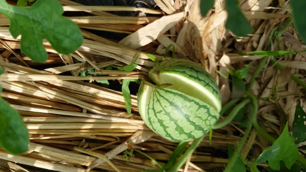 なにこれ？ スイカを真っ二つに割ってみたら、丸すぎる球体が出現ギズモード・ジャパン