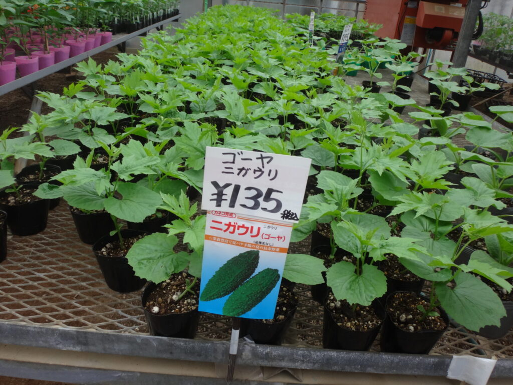 ゴーヤの育て方や栽培のコツ株式会社ハイポネックスジャパン