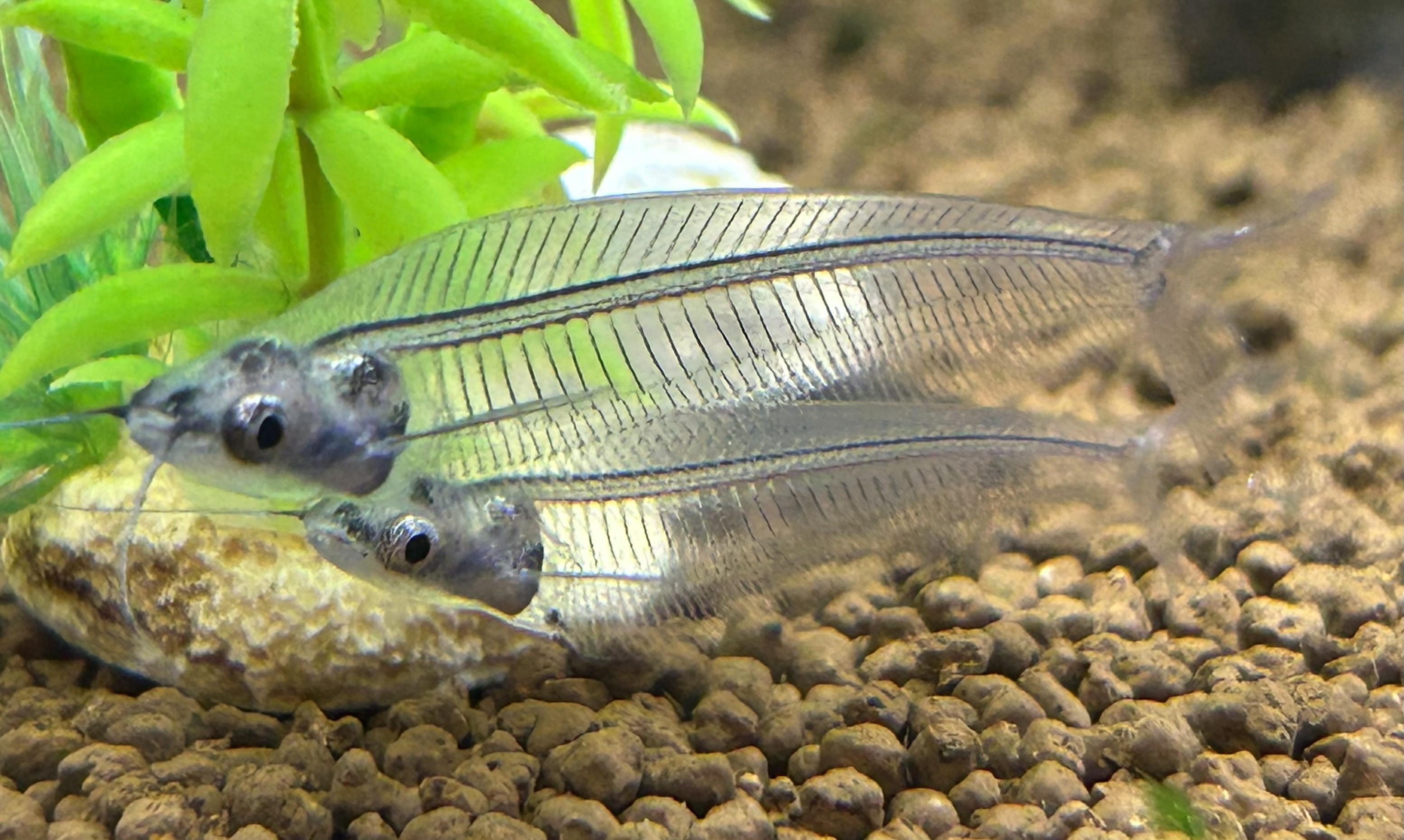 第24回「夏のカラーラージグラス」魚づくりは水作り水作株式会社