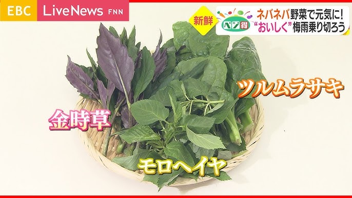 健康や美容への効能で注目されるネバネバの食べ物。葉っぱや実がネバネバする野菜、実はいろいろあるんです！メジャーなものから島野菜などマイナーなものまで、ネバネバ野菜の種類やおすすめの食べ方、栽培方法について紹介します。沖縄の暑さにも負けないネバネバ野菜で夏バテを防止しましょう！,https:agripick.com 866,ネバネバ野菜夏バテ予防オクラ栽培モロヘイヤ栽培