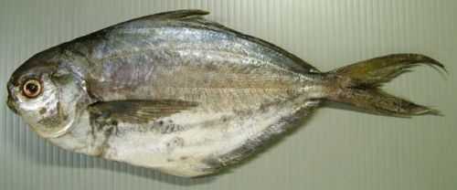 バタードフィッシュフィレ 1kg 15本