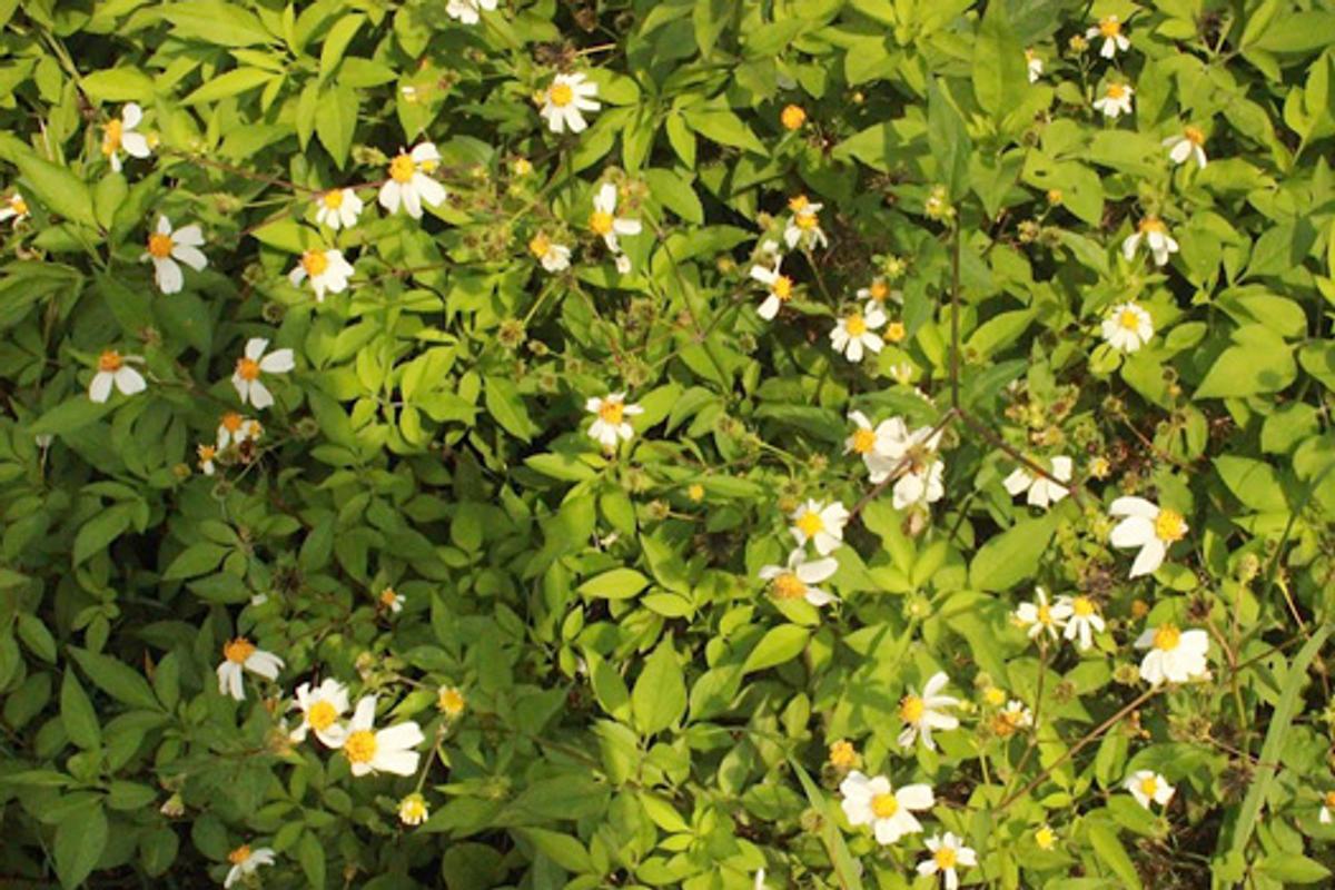 スベリヒユの食べ方は茹でて刻むだけ！圧倒的に簡単！野草・雑草を食べるブログ