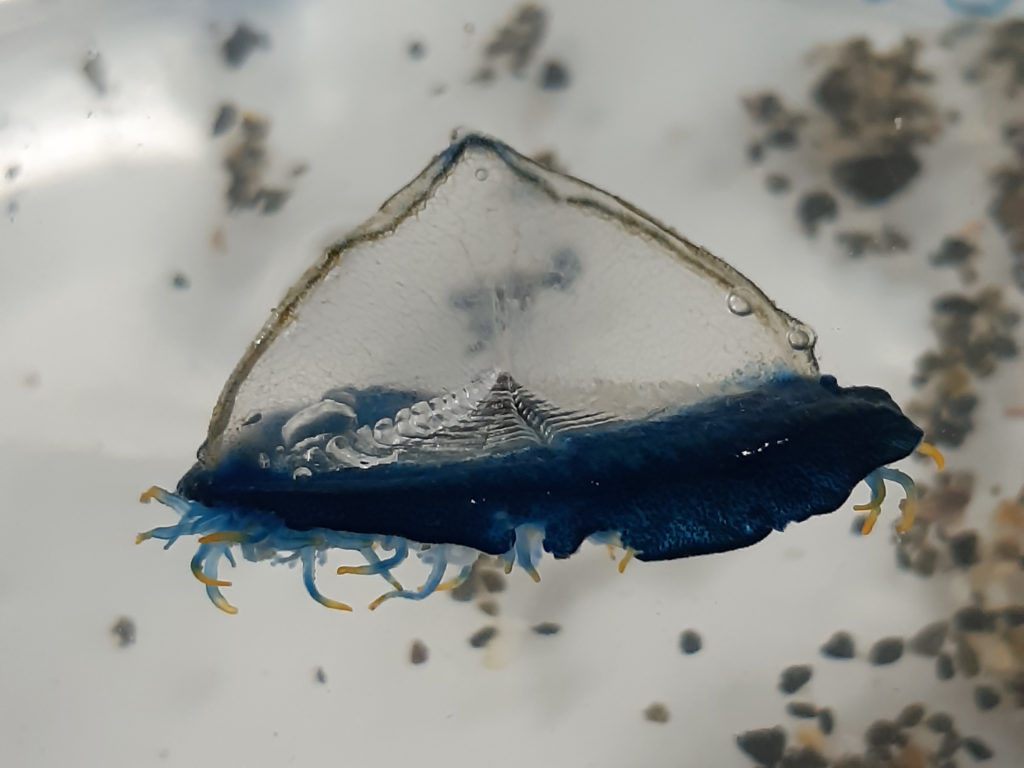 鰹節について株式会社にんべん