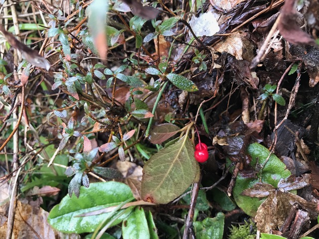 ♪ 赤い実を食べた 赤い実の物語ー2- 続 曇りのち快晴