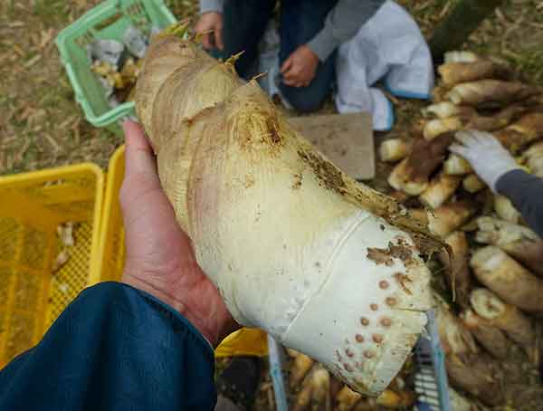 笹竹の茹で方 姫たけのこ