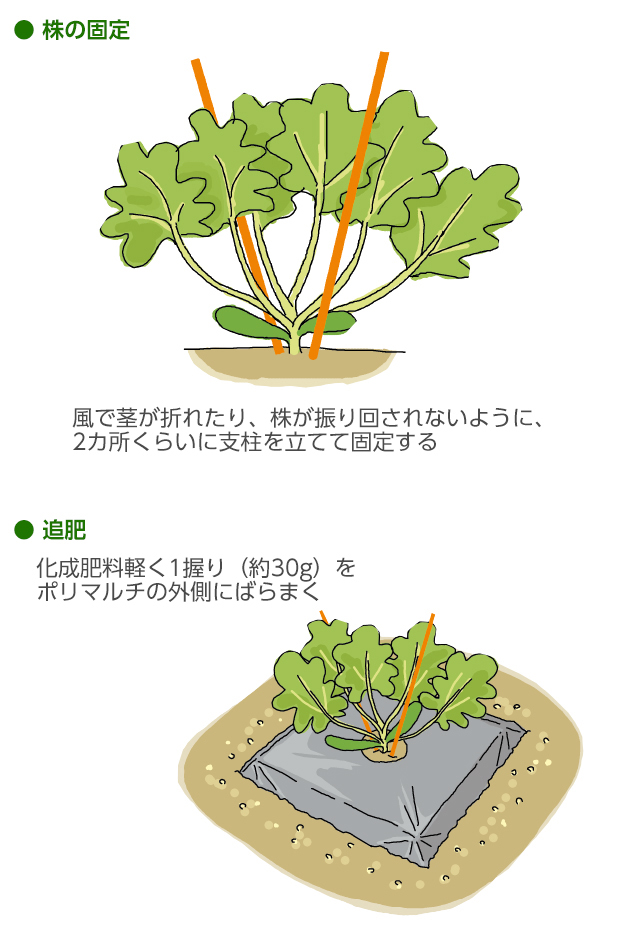 ズッキーニの育て方家庭菜園サントリーフラワーズ