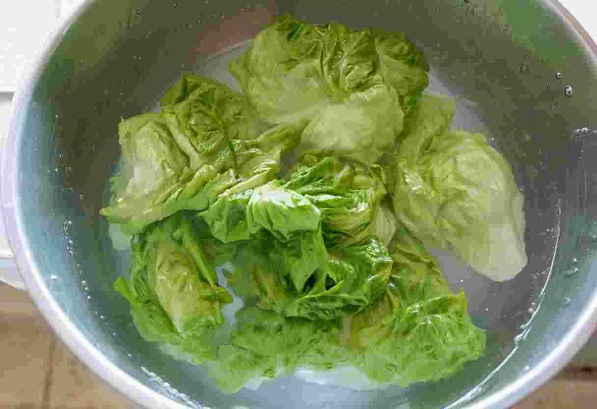 レタスにはどんな種類がある？10品種の特徴を一挙にご紹介デリッシュキッチン