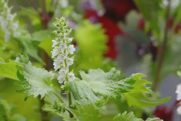 大葉の栽培方法肥料のあげ過ぎに注意して虫食い回避‼栽培時期から徹底解説家庭菜園のススメ