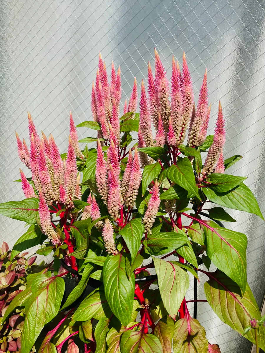 ケイトウの育て方・栽培方法植物図鑑みんなの趣味の園芸 NHK出版