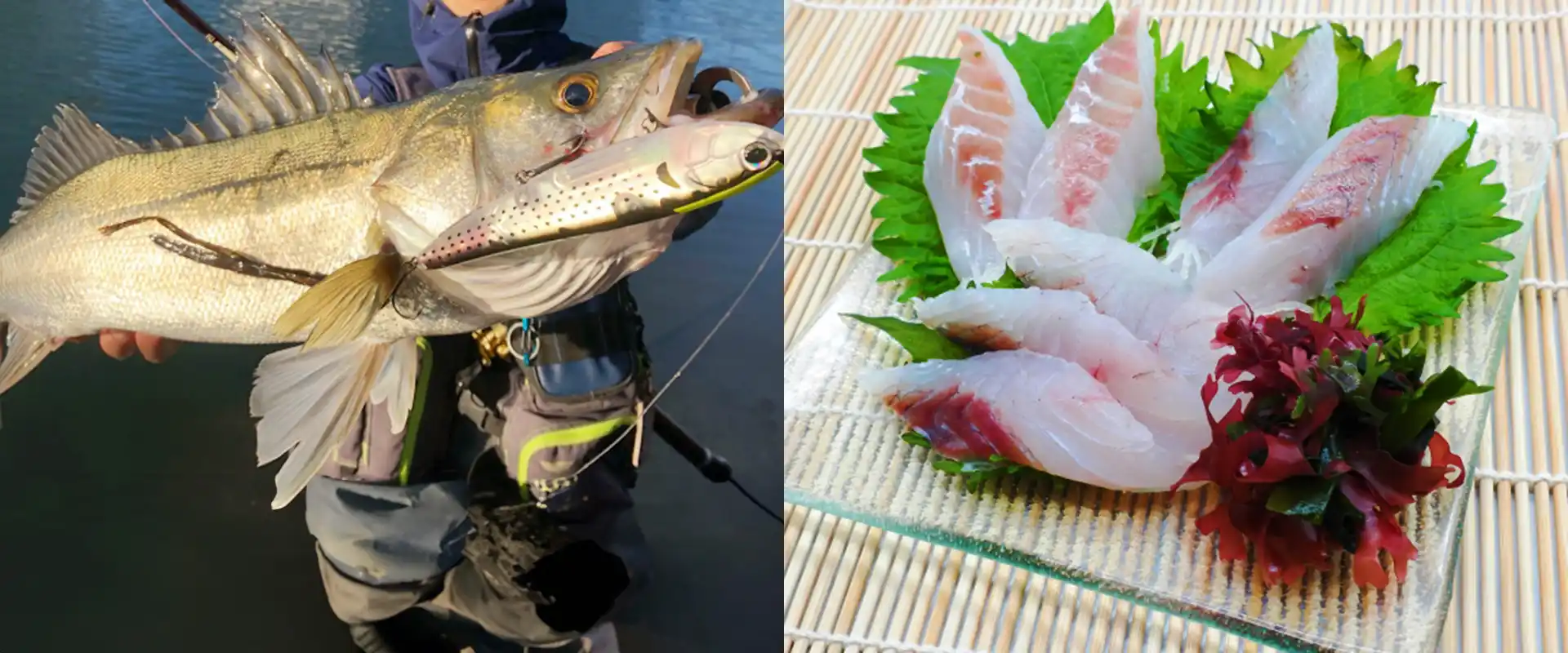 福島県産活け締めスズキの刺身美味！コラム市場魚貝類図鑑