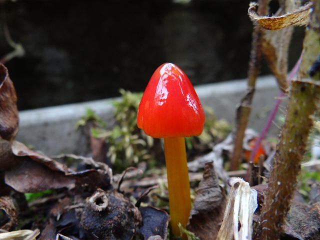 きのこを旅するvol.10 先人が築き上げた「きのこ栽培」の歴史ときのこが描く未来きのこらぼ