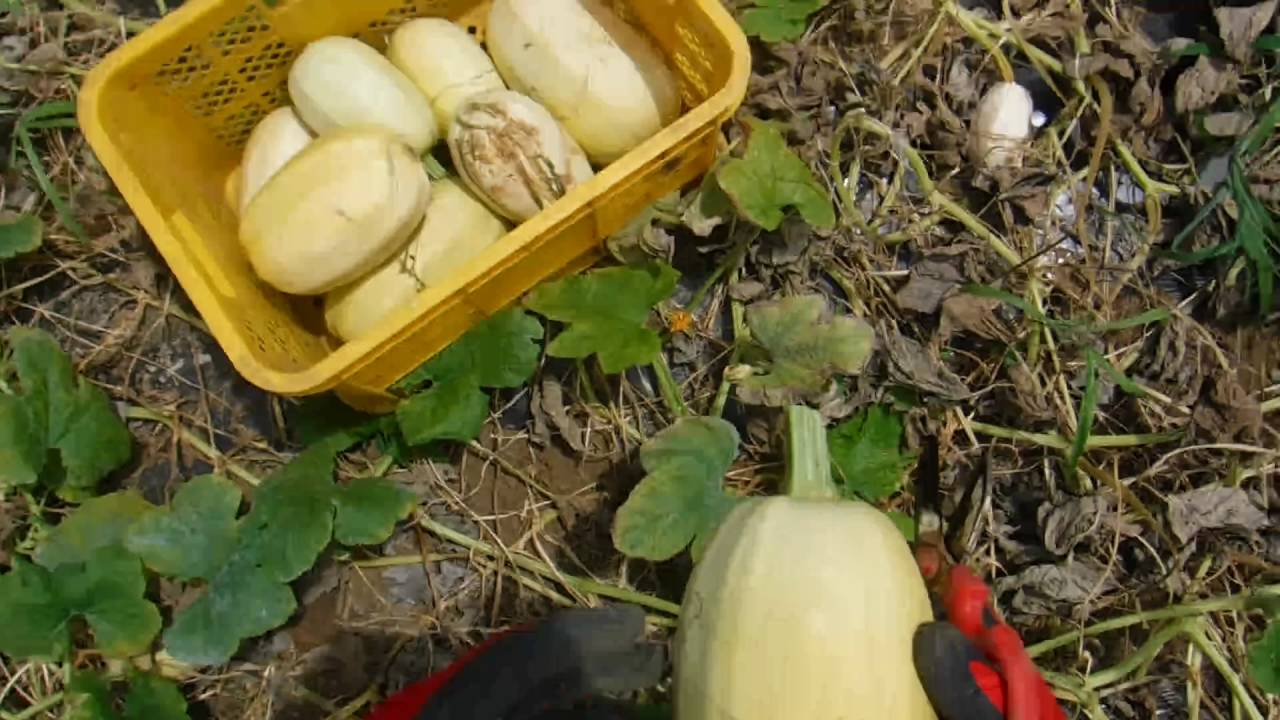 そうめんかぼちゃが早くも収獲 - gooブログはじめました