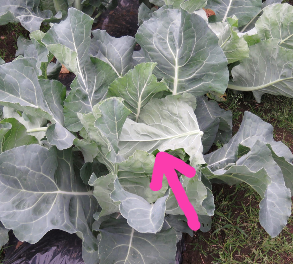 国産味付ザーサイ 日本橋にある大正2年創業の佃煮屋 遠忠食品