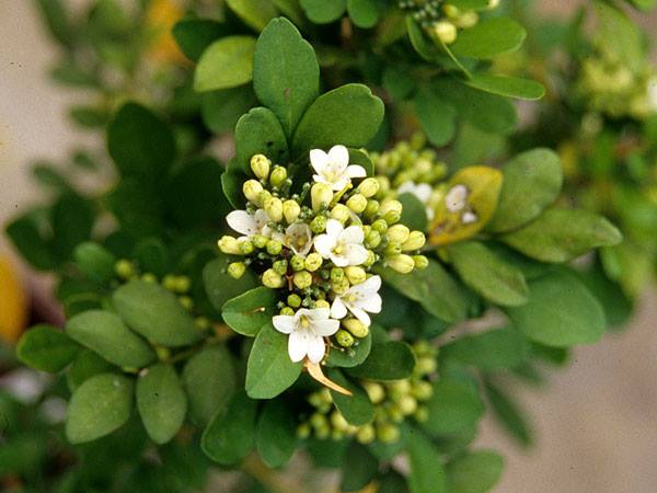 Amazonカレーリーフ 苗 9cmポット 2株 カレーの木 Curry Leaf オオバゲッキツ Murraya koenigii はなみどりハーブ