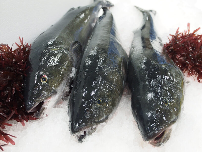 ドムドムバーガー「びたびたバターフィッシュ」が最高のネーミングで人気 はみ出すフィッシュフライがビタビタになるほどバターソースまみれ 1 2ねとらぼ