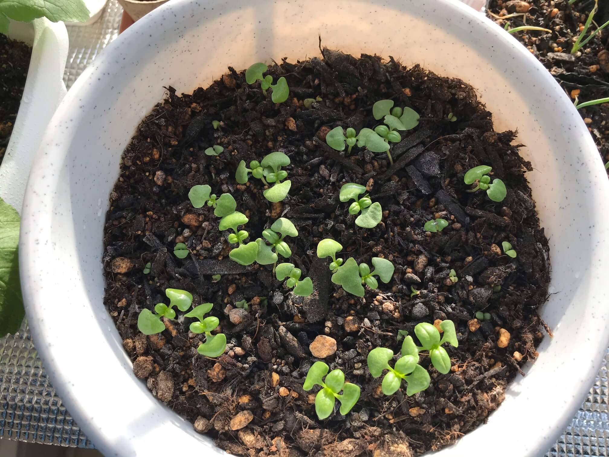バジルの発芽 - 自然観察日記