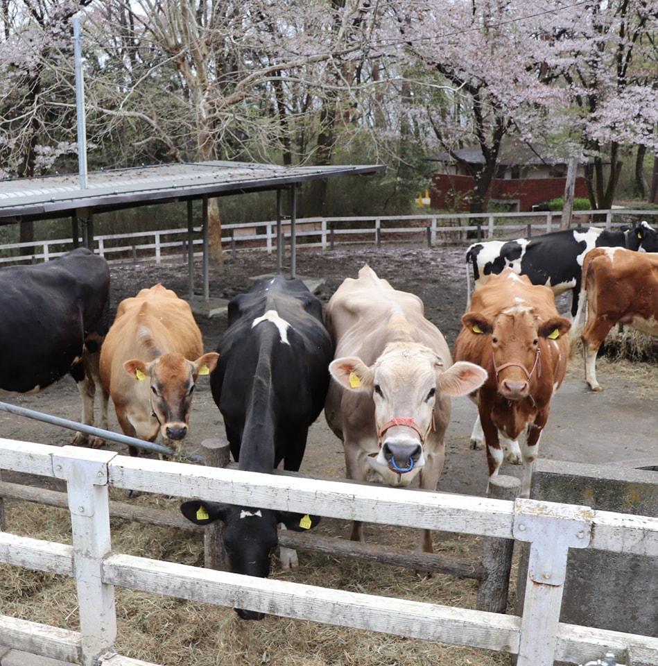 希少なガンジー牛の生乳100% ヨーグルト 加糖90g×24個セット大分県竹田市ふるさと納税サイト「ふるなび」