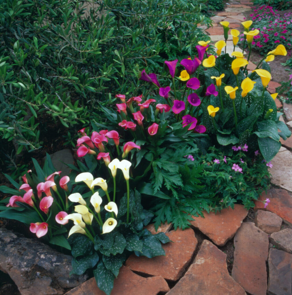 色鮮やかで面白い花カラー！ 育て方のポイントや注意点についてGardenStoryガーデンストーリー