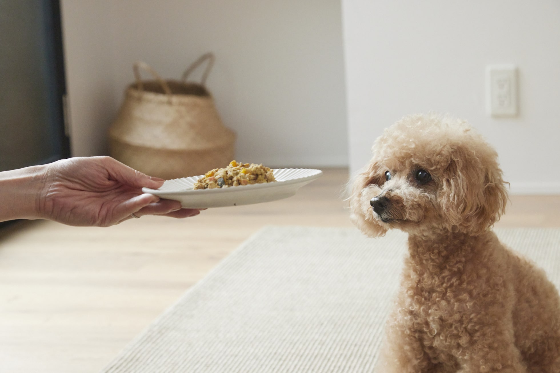 手作りドライフードの製造・販売を再開いたしました - 鎌倉・湘南・無添加ドッグフード・トリーツ・おやつ・プチギフトいぬ国屋