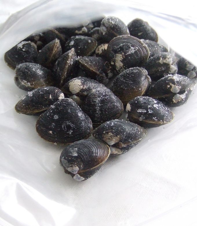 しじみ、冷凍できるって知ってました？冷凍時短テクを紹介！ – Onnela オンネラ 暮らしに『楽』を、家族にワクワクを