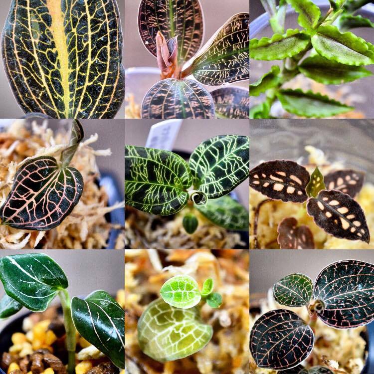 久々のグラスポットmaru ジュエルオーキッドの成長スピードが思ってたよりも速いので差し戻しを行いました🌱コケリウム テラリウム ボトル アクアテラリウム ボトリウム コケテラリウム ジュエルオーキッド terrarium dooa aquaterrarium ミニアクアリウムgex カミハタ