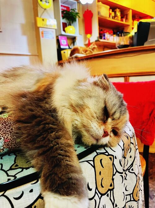 BAKENEKO CAFE化猫茶屋@bakenekocafeX