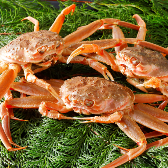 先行予約セコガニ 約120g×6匹 釜茹で 冷凍 令和7年11月中旬以降、順次発送予定 濃厚 かにミソ 内子 外子 産地直送 鮮度抜群 国産 カニかに 蟹 松葉ガニ せいこがに メスガニ 親ガニ ふるさと納税 おすすめ 高評価 レビュー 返礼品 兵庫県 香美町 香住 日本海フーズ