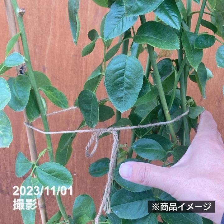 グレーがかったシルクのような質感の白バラ, 品種名：パブロワ,花色 白,花期 四季咲き,樹高・幅・樹形 , 1.8m×1.2m、シュラブ,花径 8cm、大輪,花形 ロゼット咲き,香り 強香,ややグレーがかったシルクの様な質感の白色で大輪ロゼット咲き、そして強香。艶のある濃いグリーンの葉と花色のコントラストも美しいバラです。,