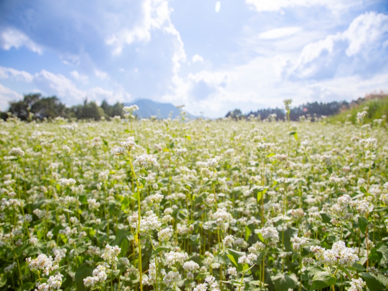 夏野菜の花おいしく健康！新鮮野菜を極める