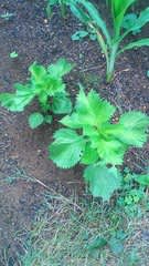 しそ 大葉 の育て方プランター栽培ならたっぷり収獲！ – UETE