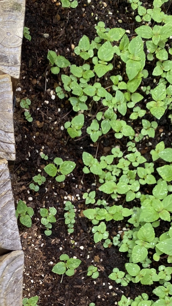 シソ 大葉 の育て方・栽培方法LOVEGREEN ラブグリーン