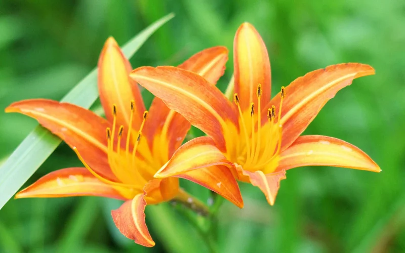 大野亀 カンゾウの花を守る人たち : 佐渡市地域おこし協力隊サイト