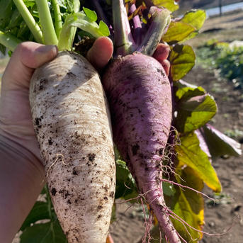 ひと手間で豹変!?「大根おろし」の辛みを抑える方法を大検証！ - macaroni