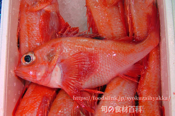 キチジキンキ市場魚貝類図鑑