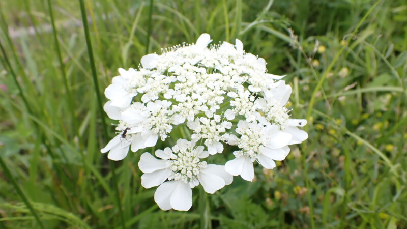 人参のお花が素敵です園芸日記byエベリンコみんなの趣味の園芸483788