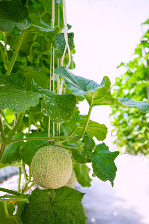 ラグビーボールのような黄色い皮・白い果肉のメロン！「カナリアメロン:Canary Melon」切り方・保存方法。 - こにはめも