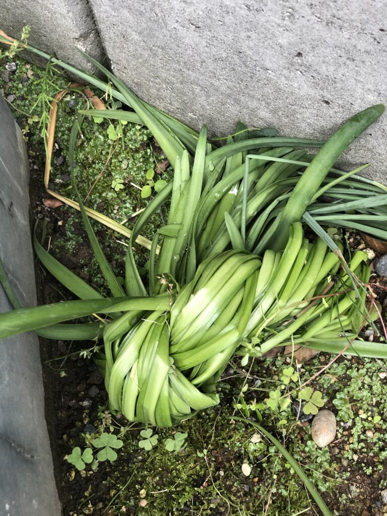 身近な植物中毒vol.1 ～スイセン中毒～岐阜医療科学大学 薬学部