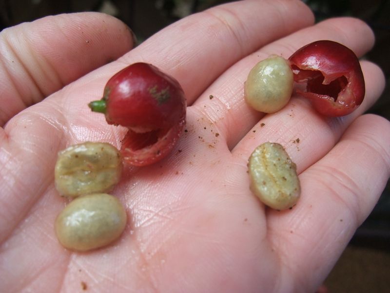 やまこうファームが 国産コーヒー の初収穫に成功。本州で日本国産のコーヒー栽培が可能に。やまこうファーム株式会社のプレスリリース