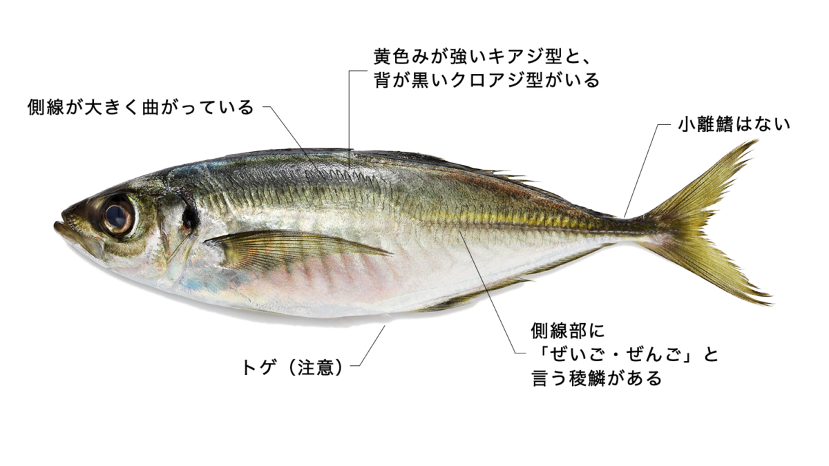 真あじ マアジ と青あじ アオアジ ＆丸あじ マルアジ の違いseven mountains