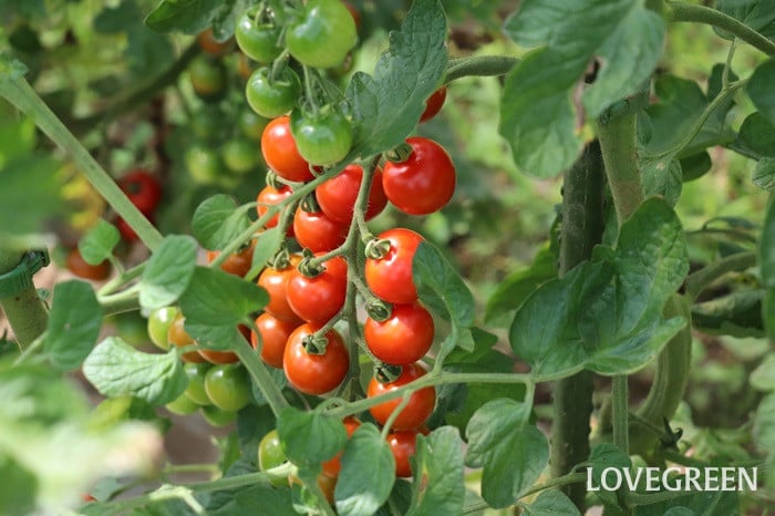 トマトの実の付き具合を大きく左右する、脇芽摘み、摘心、摘果とは？グリーンワークス 大垣市の造園会社
