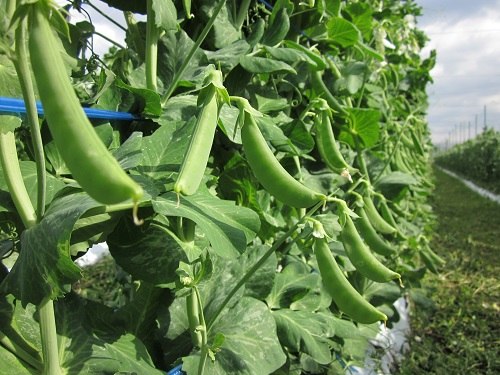 エンドウ グリーンピース・サヤエンドウ・スナップエンドウ の育て方・栽培方法WEBの野菜の育て方～家庭の野菜栽培～