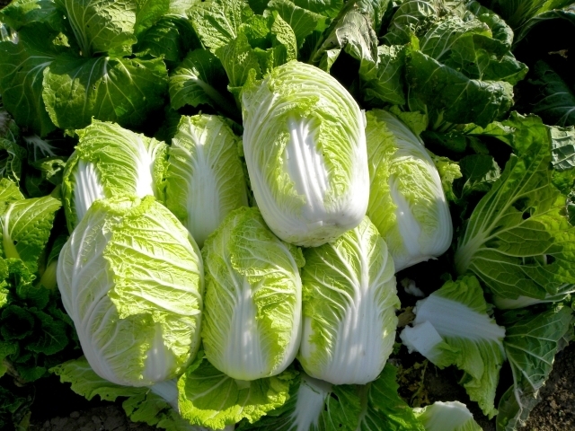 小白菜吃起來有苦味是不新鮮嗎？ 專家表示，其實小白菜 苦味的原因有很多因素。和有無農藥殘留造成或是不新鮮引起的苦味沒有關係。苦味來自植化素的含硫成分，都是因為硫化物才使小白菜吃起來略苦。 建議挑選小白菜：需挑選葉面不要枯黃，水傷。莖脈不要靠傷、發爛。莖部