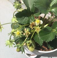 いちご 贈答・高級 大粒の希少品種『古都華』の旬や特徴・おすすめの産地直送お取り寄せ！大畑大介商店