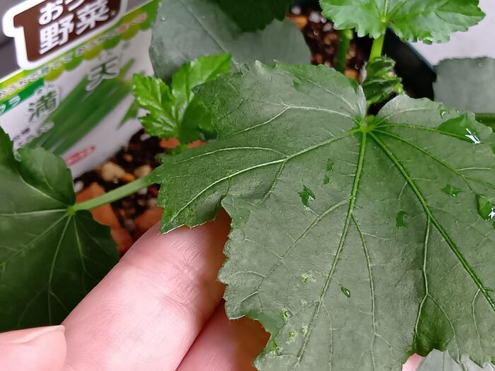 家庭菜園 オクラの実や茎についている透明の粒は何か病気だろうかeco-guerrillaの読みもの