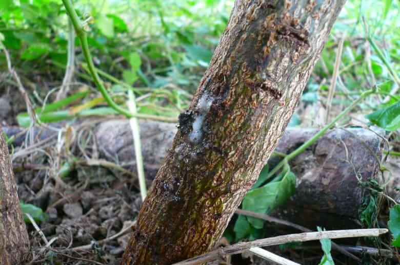 クワガタが好きな発酵した樹液の探し方とは？ - あいかわ公園自然観察ガイド